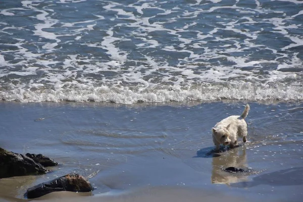 Cão Pequeno Praia Maine — Fotografia de Stock