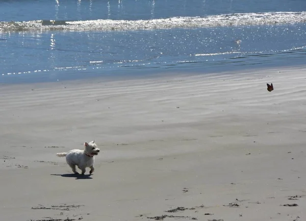 Little dog and monarch butterfly on the beach