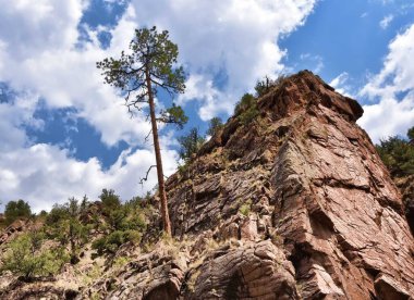 leaning Ponderosa pine in the Jemez mountains. clipart