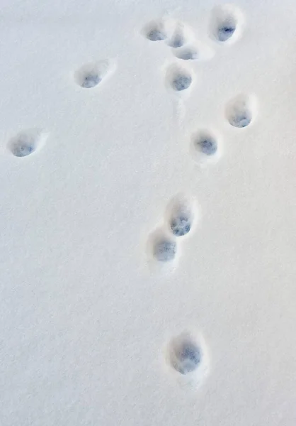 Cat Footmarks Snow — Stock Photo, Image