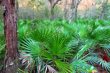 Dense Saw Palmetto growing throughout the landscape of central Florida. clipart