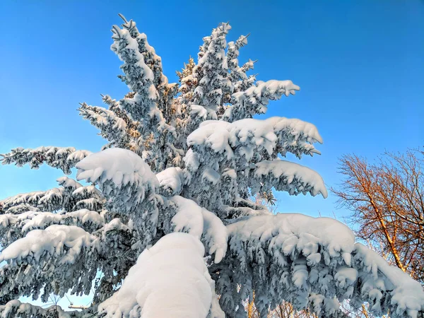Beautiful Snow Covered Pine Tree Upper Peninsula Michigan — Stock Photo, Image