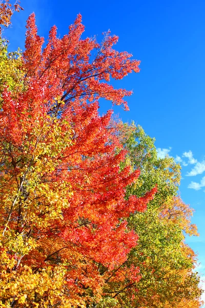 Sonbahar Renkleri Üst Michigan Parlak Mavi Gökyüzü Karşı Parlak Spektrum — Stok fotoğraf