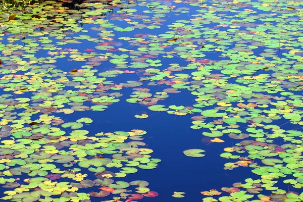 スイレンは ノースウッズ ウィスコンシンでメイベルの湖の水の色の美しいモザイクを形成します — ストック写真