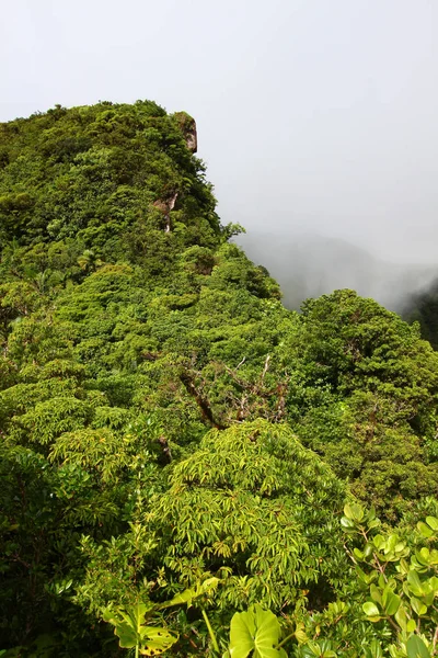 Cloudy Rainforest Peak Highlands Saint Kitts — Stock Photo, Image