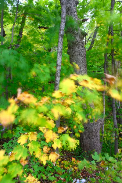 Viento Difumina Las Hojas Cuando Otoño Llega Norte Illinois —  Fotos de Stock