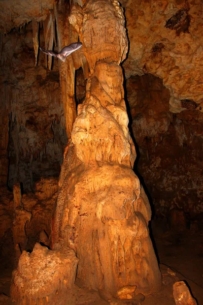 Murciélagos Vuelan Por Cueva Del Viento Reserva Forestal Guajataca Puerto — Foto de Stock