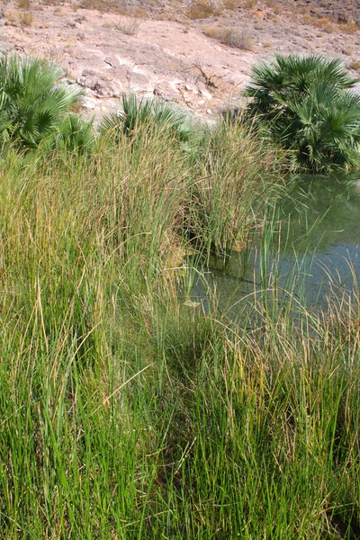 Águas Límpidas Rogers Spring Deserto Quente Nevada — Fotografia de Stock