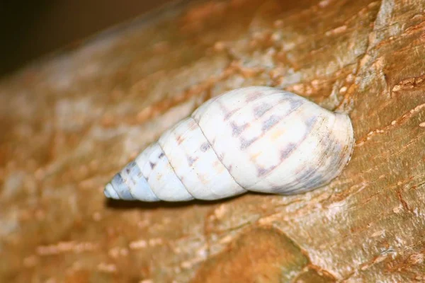 Small Snail Apega Uma Árvore Guanica Forest Reserve Porto Rico — Fotografia de Stock