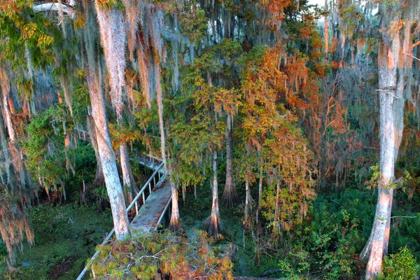 Passerella Attraverso Spesse Paludi Della Florida Centrale — Foto Stock