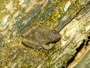 Bahar Peeper (Pseudacris crucifer) merkezi Illinois