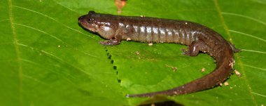Dusky Salamander (Desmognathus conanti) Güney Amerika Birleşik Devletleri 'nde