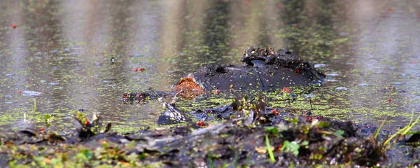 Snapping Turtle Chelydra Serpentina Sits Wetland Illinois — Stock Photo, Image