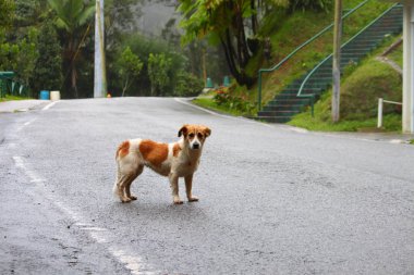 Yalnız bir sokak köpeği merkezi Porto Riko sokaklarında dolaşır