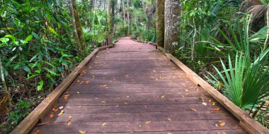 Florida 'daki Wekiwa Springs Eyalet Parkı' nın ıslak ormanında sahil yolu.