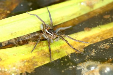 Altı benekli Balık tutma örümcek (Dolomedes triton) bir Illinois sulak