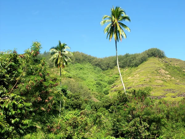 Palmowe Drzewo Dniu Krystalicznie Czyste Tahiti — Zdjęcie stockowe