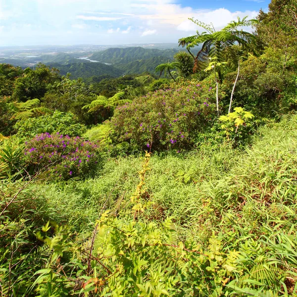 Hermosa Vista Los Exuberantes Bosques Tropicales Puerto Rico — Foto de Stock