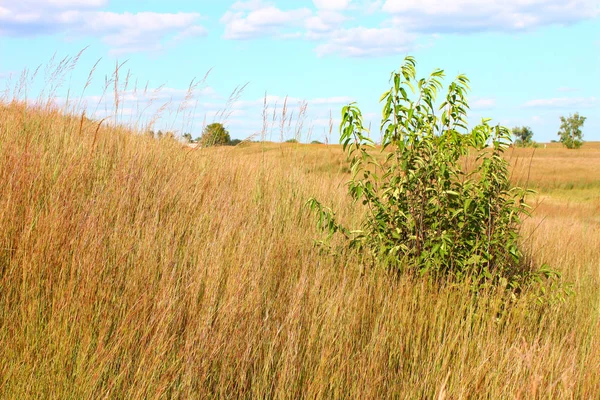 Ausgedehnte Prärie Bei Den Nachusa Graslandschaften Nördlichen Illinois — Stockfoto