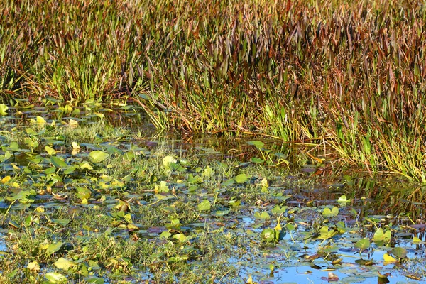 Våtmark Vegetation Bakgrund Från Centrala Florida — Stockfoto