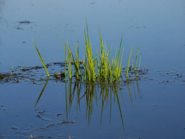 sucul bitki örtüsü Illinois sulak baharda çıkar.