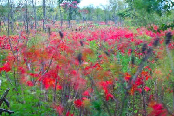 Feuillage Automne Oscille Dans Vent Kishwaukee Gorge Forest Preserve Illinois — Photo