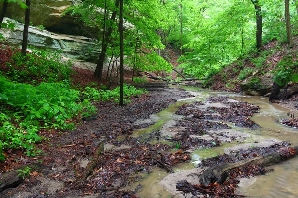 Yemyeşil Bitki Örtüsü Çabuk Rock State Park Bahar Yağmurları Ile — Stok fotoğraf