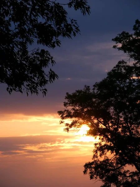 Beautiful Midwest Sunset Silhouetted Oak Trees — Stock Photo, Image