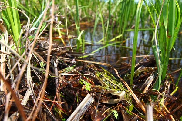 Northern Leopard Frog Rana Pipiens Північних Лісах Вісконсину — стокове фото