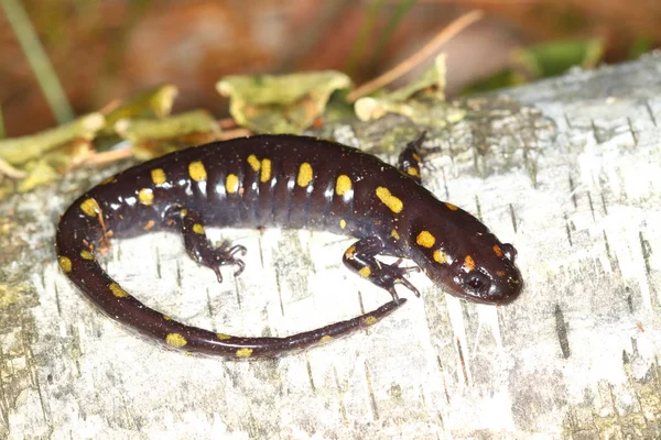 Salamandra Manchada Ambystoma Maculatum Encontrada North Woods Wisconsin — Fotografia de Stock
