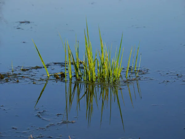 Vegetação Aquática Emerge Pântano Illinois Primavera — Fotografia de Stock