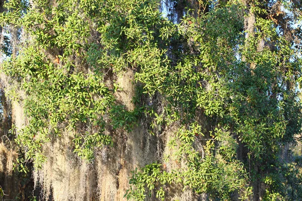 Španělský Mech Tillandsia Usneoides Roste Lese Centrální Florida Tlusté — Stock fotografie