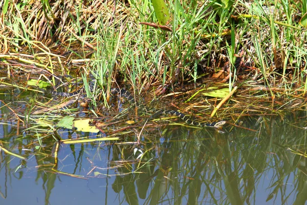 Florida Water Snake Nerodia Fasciata Pictiventris Caccia Prede Florida — Foto Stock
