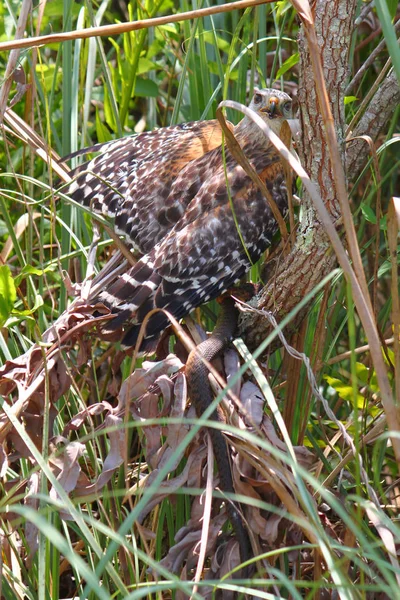 佛罗里达州红头鹰 Buteo Lineatus 与捕获的蛇 — 图库照片