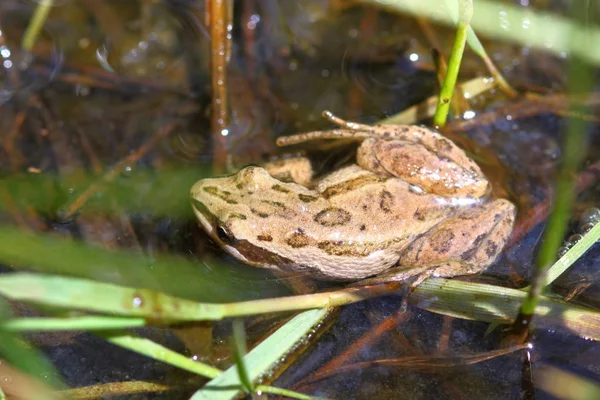 Western Chrous Frog Pseudacris Triseriata Wetland Northern Illinois — Stock Photo, Image