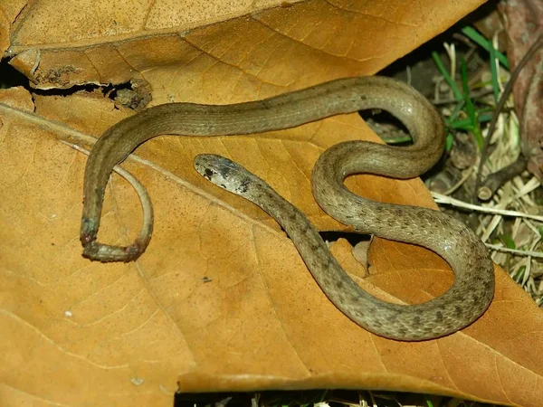 Brown Snake Storeria Dekayi Central Illinois Woodland — Stock Photo, Image