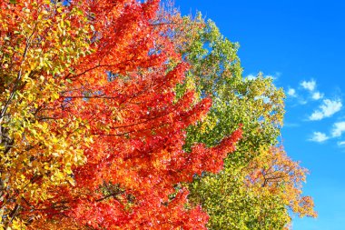 Parlak parlak mavi gökyüzü üst Michigan karşı sonbahar renkleri yelpazesi.