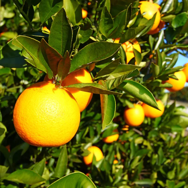 Dichte Orangenhaine Von Florida Einem Sonnigen Tag — Stockfoto