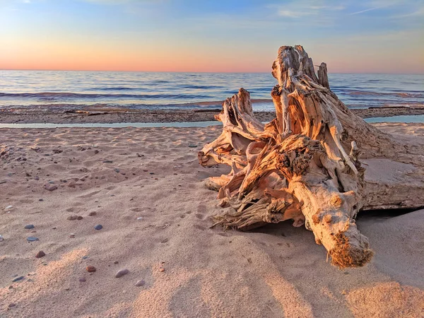 Driftwood Також Піщаного Пляжу Верхнє Озеро Заході Сонця Northwoods Мічиган — стокове фото