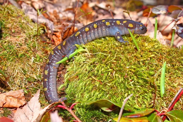 Salamandre Maculée Ambystoma Maculatum Près Petit Étang Michigan — Photo