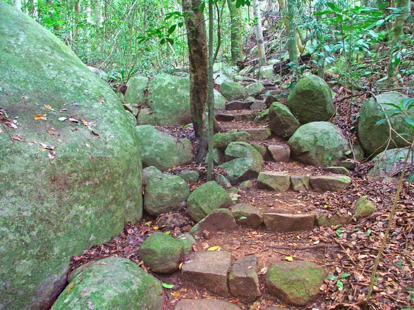 Geheimer Gartenspaziergang Auf Fitzroy Island Queensland Australia — Stockfoto