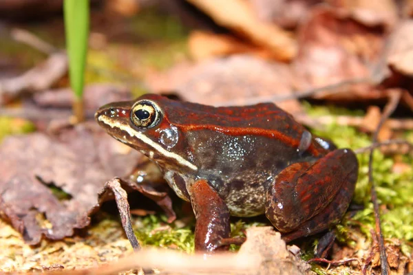 Wood Frog Rana Sylvatica Cerca Humedal Forestal North Thwoods Michigan — Foto de Stock