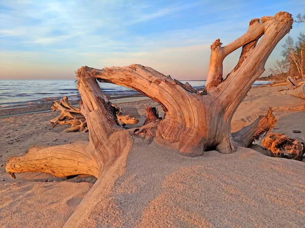 Beach Driftwood Michigan — Stock fotografie