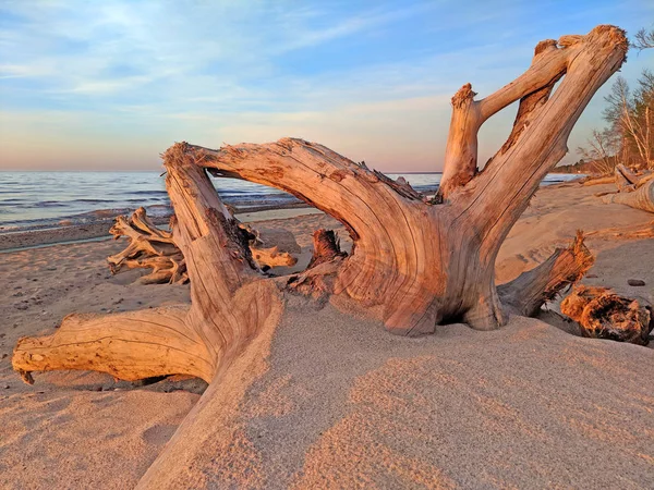 Strand drijfhout Michigan — Stockfoto