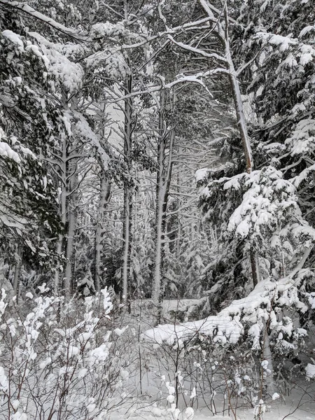 Forêt hivernale de Northwoods Michigan — Photo