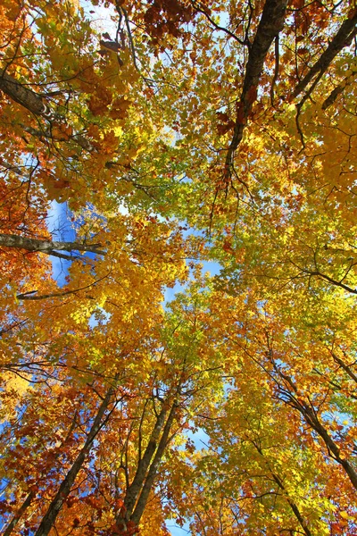 Kolory jesieni góry Porcupine — Zdjęcie stockowe