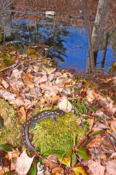 Salamandra manchada Northwoods Michigan — Fotografia de Stock