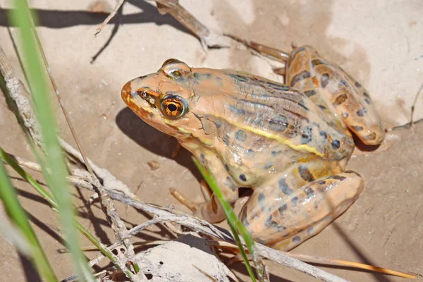 Frosch Nass Farbig Stock Photo 1066346