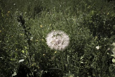 Yazın bahçede karahindiba. Bahçede, yeşillikte bir karahindiba çerçevenin ortasında..