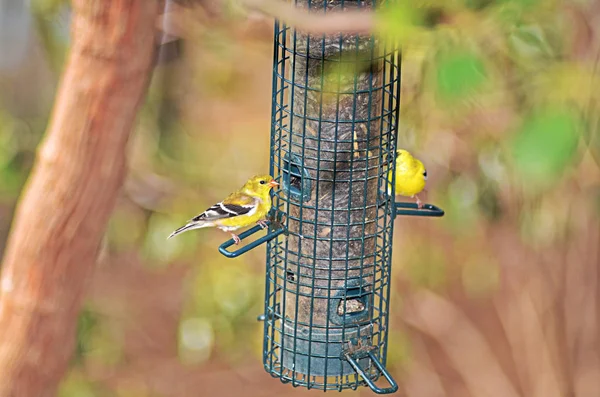 Gelben Finkenvögeln Einem Futterhäuschen lizenzfreie Stockbilder